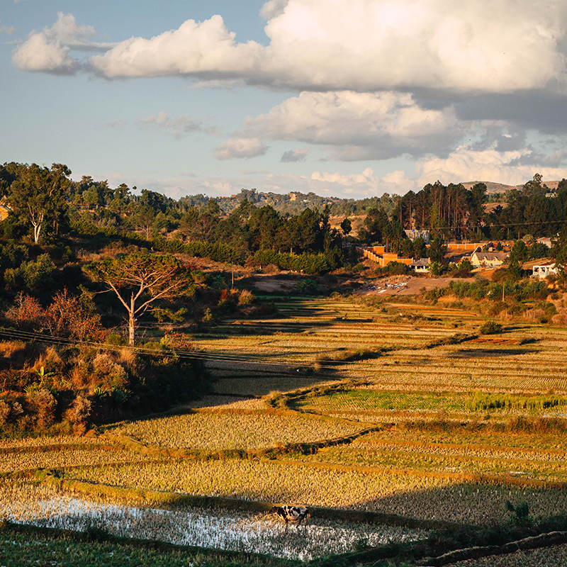 ricefield-valley-hotel-discover-ilafy-800x800