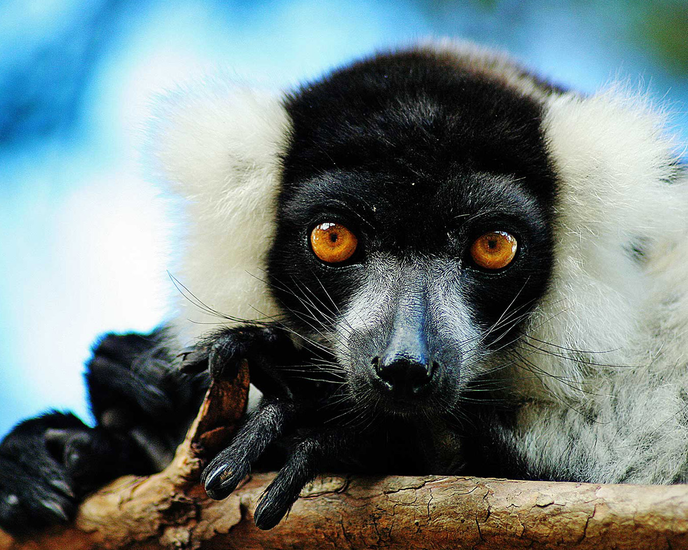 ricefield-valley-hotel-discover-lemur's-park-1350x1080